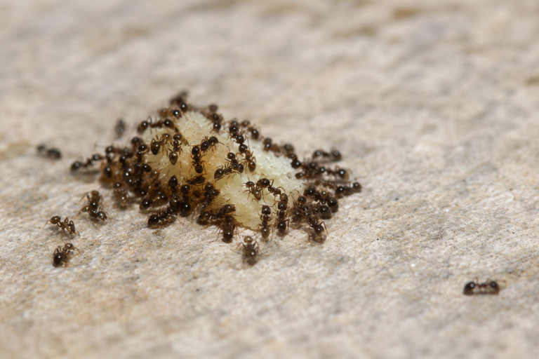 Did You Know Ants and Humans Have Surprisingly Similar Total Weight on Earth